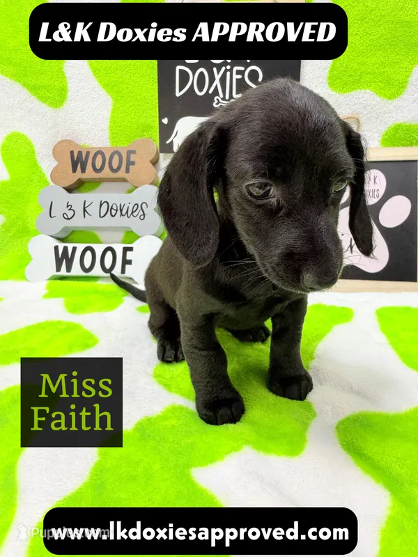 Miss Faith  785-821-1920 – Miniature Dachshund puppy for sale in Arapahoe, CO