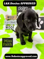Miss Faith  785-821-1920, a female Miniature Dachshund for sale in Arapahoe, CO – 1 of 10
