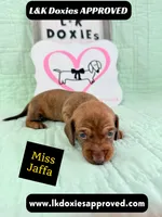 Miss Jaffa 785-821-1920 SH, a female Miniature Dachshund for sale in Arapahoe, CO – 8 of 10