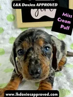 Miss Cream Puff 785-821-1920, a female Miniature Dachshund for sale in Arapahoe, CO – 9 of 10
