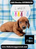 Mr T Rex, a male Miniature Dachshund for sale in Arapahoe, CO – 4 of 10