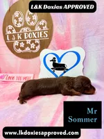 Mr Soomer LH, a male Miniature Dachshund for sale in Arapahoe, CO – 6 of 10