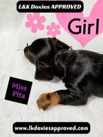 Miss Pita call 785-821-1920, a female Miniature Dachshund for sale in Arapahoe, CO – 8 of 10