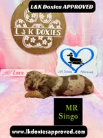 Mr Singo , a female Miniature Dachshund for sale in Arapahoe, CO – 3 of 10