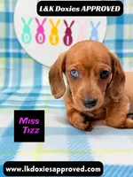 Miss Tizz, a female Miniature Dachshund for sale in Arapahoe, CO – 5 of 10
