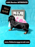 Miss Sybil 785-821-1920, a female Miniature Dachshund for sale in Arapahoe, CO – 10 of 10