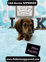 Miss Kayleo, a female Miniature Dachshund for sale in Arapahoe, CO – 3 of 10