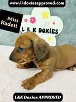 Miss Kadett 785-821-1920, a female Miniature Dachshund for sale in Arapahoe, CO – 4 of 10