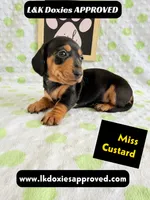 Miss Custard 785-821-1920 SH , a female Miniature Dachshund for sale in Arapahoe, CO – 2 of 10