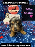 Miss Sasha , a female Miniature Dachshund for sale in Arapahoe, CO – 8 of 10