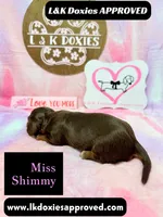 Miss Shimmy, a female Miniature Dachshund for sale in Arapahoe, CO – 7 of 9