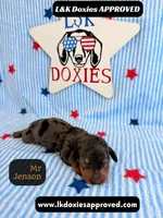Mr Jenson, a male Miniature Dachshund for sale in Arapahoe, CO – 3 of 10