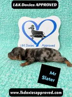 Mr Slater 785-821-1920, a male Miniature Dachshund for sale in Arapahoe, CO – 3 of 10