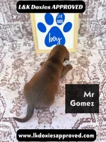 Mr Gomez SH , a male Miniature Dachshund for sale in Arapahoe, CO – 8 of 10