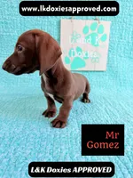 Mr Gomez SH , a male Miniature Dachshund for sale in Arapahoe, CO – 8 of 10