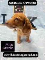 Miss Grazie, a female Miniature Dachshund for sale in Arapahoe, CO – Photo 4 of 10