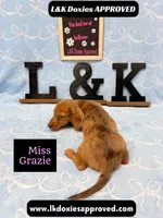 Miss Grazie, a female Miniature Dachshund for sale in Arapahoe, CO – Photo 7 of 10