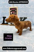 Miss Grazie, a female Miniature Dachshund for sale in Arapahoe, CO – Photo 3 of 10