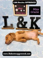 Miss Grazie, a female Miniature Dachshund for sale in Arapahoe, CO – Photo 10 of 10