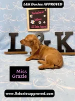 Miss Grazie, a female Miniature Dachshund for sale in Arapahoe, CO – Photo 5 of 10