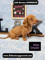 Miss Grazie, a female Miniature Dachshund for sale in Arapahoe, CO – Photo 9 of 10