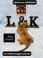 Miss Grazie, a female Miniature Dachshund for sale in Arapahoe, CO – Photo 6 of 10