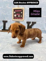 Miss Grazie, a female Miniature Dachshund for sale in Arapahoe, CO – Photo 2 of 10