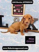 Miss Grazie, a female Miniature Dachshund for sale in Arapahoe, CO – Photo 8 of 10
