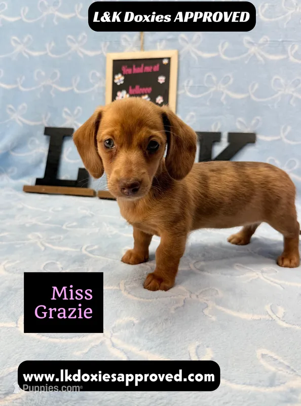 Miss Grazie – Miniature Dachshund puppy for sale in Arapahoe, CO