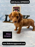 Miss Grazie, a female Miniature Dachshund for sale in Arapahoe, CO – Photo 1 of 10