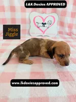 Miss Jiggle, a female Miniature Dachshund for sale in Arapahoe, CO – 5 of 9
