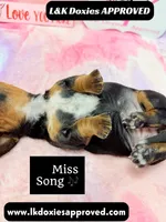 Miss Song, a female Miniature Dachshund for sale in Arapahoe, CO – 10 of 10