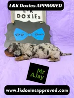 Mr AJay 785-821-1920, a male Miniature Dachshund for sale in Arapahoe, CO – 3 of 10