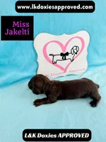 Miss Jakelti ❤️, a female Miniature Dachshund for sale in Arapahoe, CO – 4 of 10