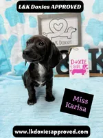 Miss Karissa, a female Miniature Dachshund for sale in Arapahoe, CO – 10 of 10