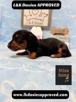 Miss Song 785-821-1920, a female Miniature Dachshund for sale in Arapahoe, CO – 6 of 10