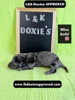 Miss Kelti 🩷785-821-1920, a female Miniature Dachshund for sale in Arapahoe, CO – 6 of 10
