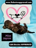 Miss Jaycee , a female Miniature Dachshund for sale in Arapahoe, CO – 2 of 10
