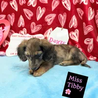Miss Tibby 785-821-1920 🩷, a female Miniature Dachshund for sale in Arapahoe, CO – Photo 7 of 10
