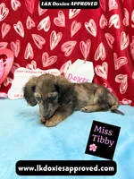 Miss Tibby 785-821-1920, a female Miniature Dachshund for sale in Arapahoe, CO – Photo 7 of 10