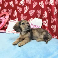 Miss Tibby 785-821-1920 🩷, a female Miniature Dachshund for sale in Arapahoe, CO – Photo 10 of 10