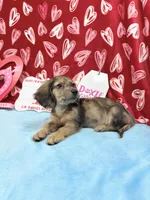 Miss Tibby 785-821-1920, a female Miniature Dachshund for sale in Arapahoe, CO – Photo 10 of 10