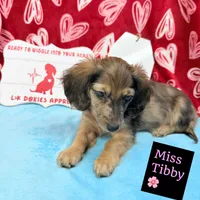Miss Tibby 785-821-1920 🩷, a female Miniature Dachshund for sale in Arapahoe, CO – Photo 5 of 10