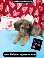 Miss Tibby 785-821-1920, a female Miniature Dachshund for sale in Arapahoe, CO – Photo 5 of 10