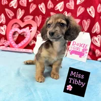 Miss Tibby 785-821-1920 🩷, a female Miniature Dachshund for sale in Arapahoe, CO – Photo 3 of 10