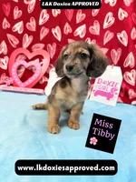 Miss Tibby 785-821-1920, a female Miniature Dachshund for sale in Arapahoe, CO – Photo 3 of 10