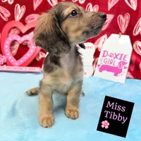 Miss Tibby 785-821-1920 🩷, a female Miniature Dachshund for sale in Arapahoe, CO – Photo 2 of 10