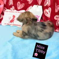 Miss Tibby 785-821-1920 🩷, a female Miniature Dachshund for sale in Arapahoe, CO – Photo 6 of 10