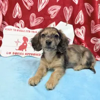 Miss Tibby 785-821-1920 🩷, a female Miniature Dachshund for sale in Arapahoe, CO – Photo 9 of 10
