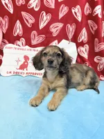 Miss Tibby 785-821-1920, a female Miniature Dachshund for sale in Arapahoe, CO – Photo 9 of 10